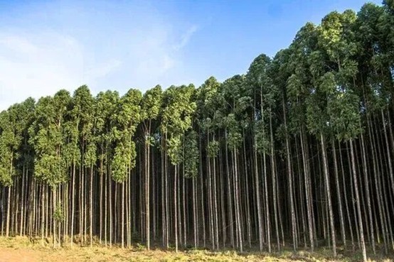 Brazilian artificial eucalyptus forest
